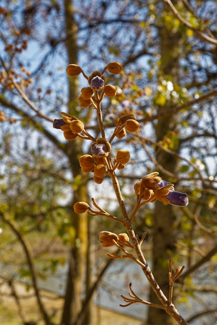 Jardin Botanique de la Bastide-031